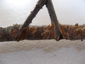 hymenochaete agglutinata