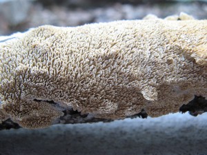IrpexLacteus