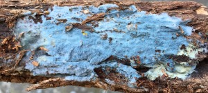 PULCHERRICIUM