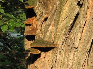 Phellinus rob.