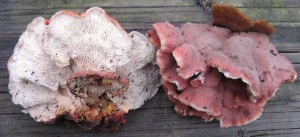 phlebia incarnata – Version 2