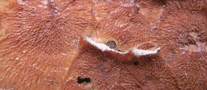 phlebia - Version 4