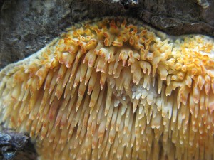 sarcodontia