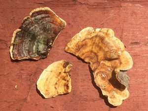 StereumGausStaten