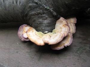 Trichaptum