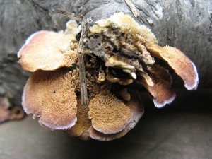 Trichaptum2