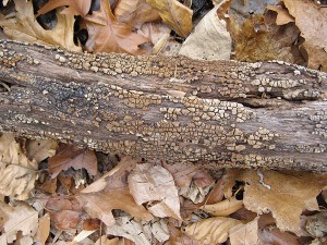 xylobolus frustulatus