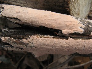 corticium