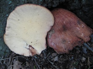 fistulina