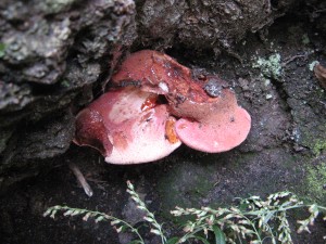 fistulinaH