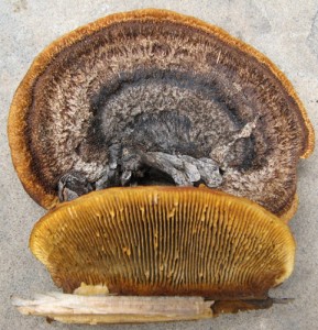 gloeophyllumTell