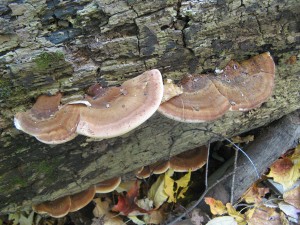ischnoderma