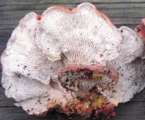 phlebia incarnata – Version 3
