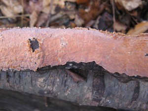 peniophoraIncarnata