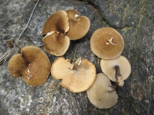 polypArcularius