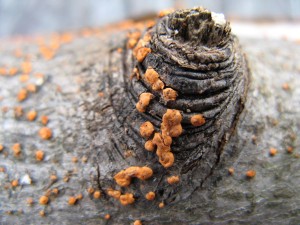 coralSpotComplex